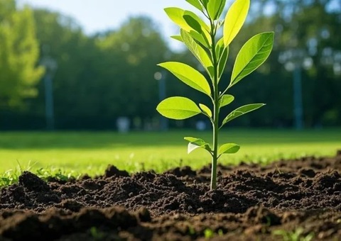 上海首提大型生态空间单元，2035年规划林地面积147万亩