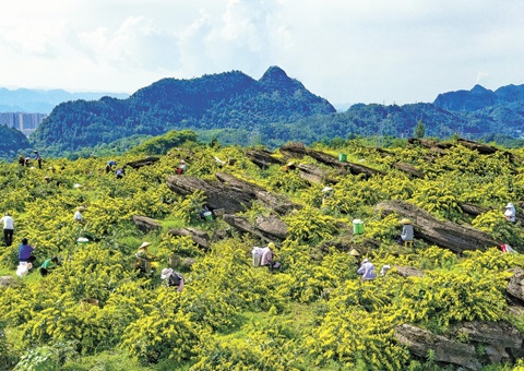 沉庆秀山：一朵山银花，开放19亿元综合产值