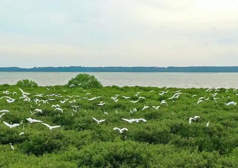 点赞！广东创新“蓝碳”开发买卖蹊径，多个案例开创先河！